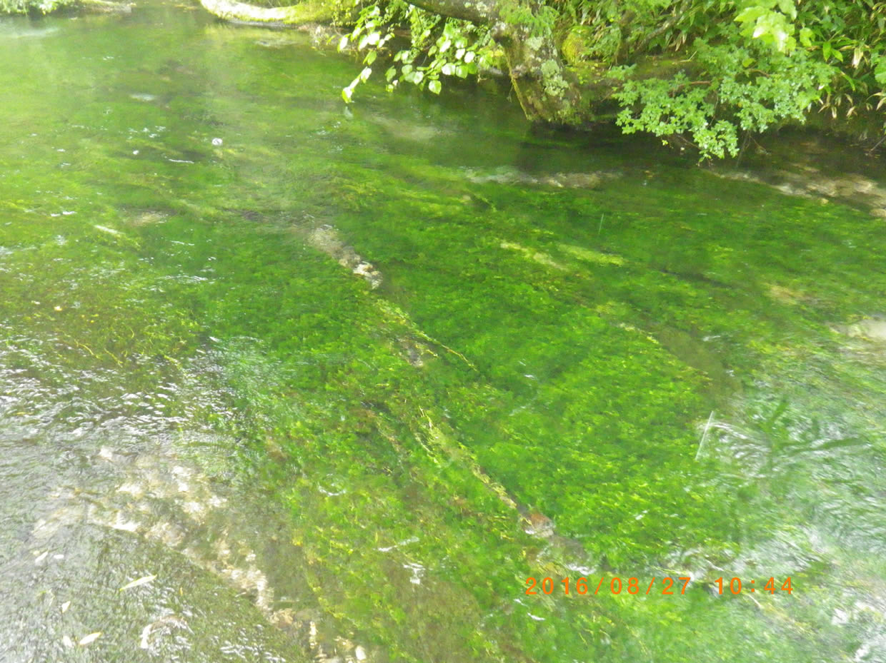 川床の藻１