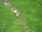 川床の藻